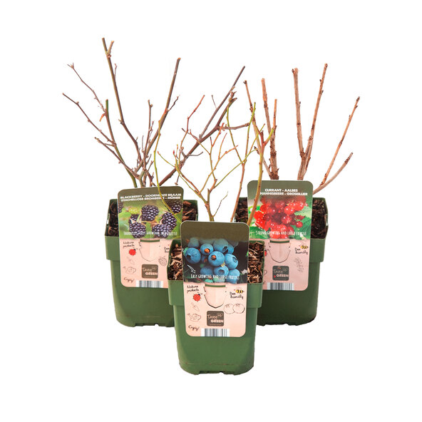 Beeren-Mix Vitaminkracher, 3er-Set