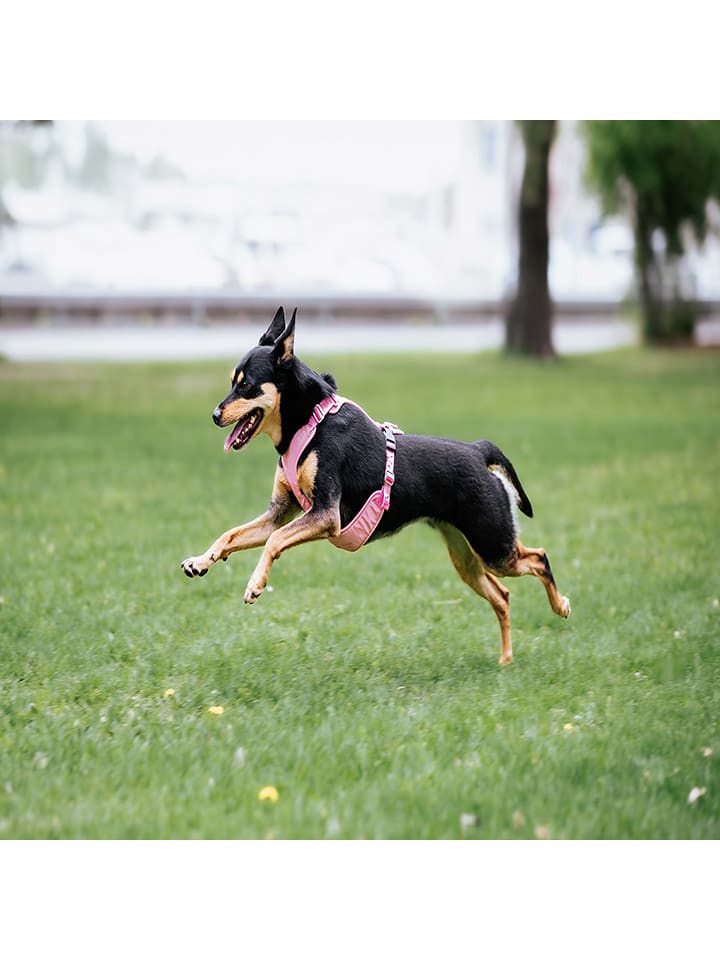 Paikka Hundegeschirr in Rosa günstig kaufen