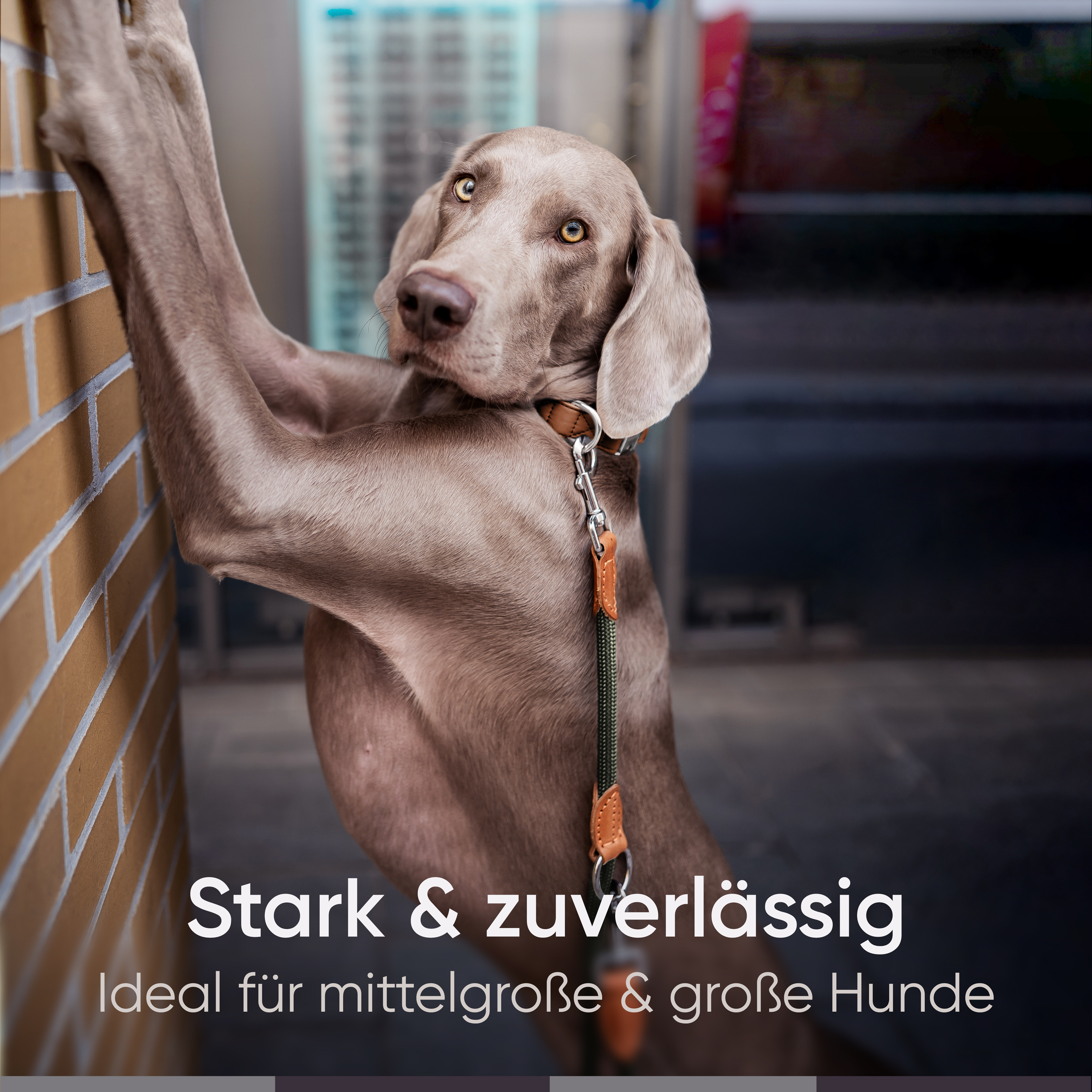 Freudentier Hundeleinen Freudentier runde Hundeleine 2m, 3-fach verstellbar