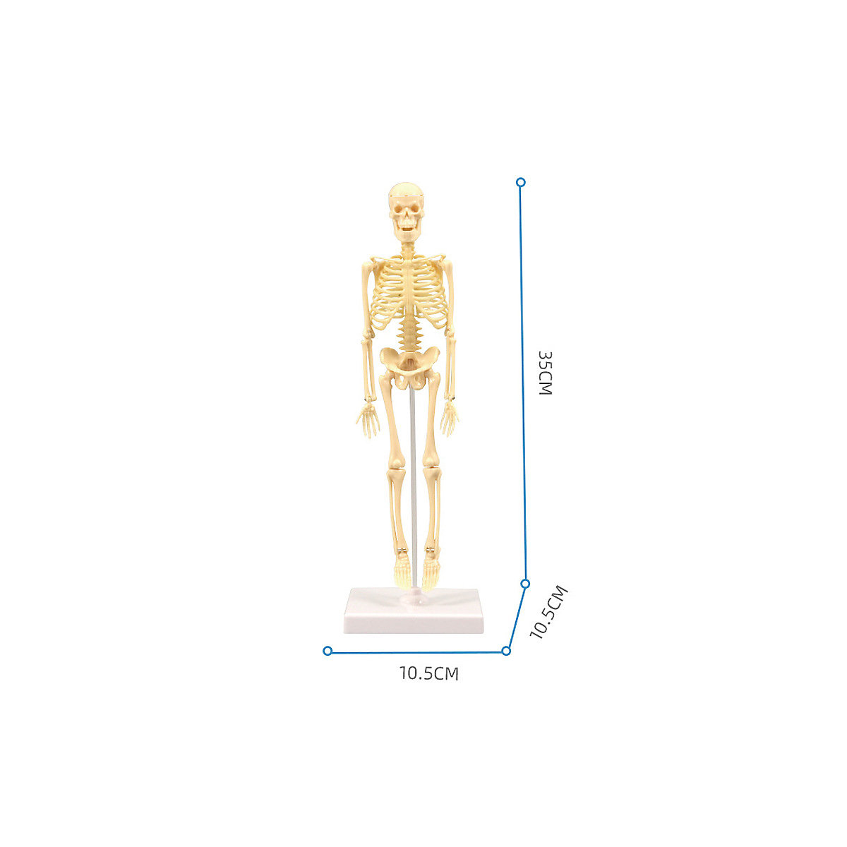 Modellspielzeug zum Lernen für Kinder Modell eines kleinen menschlichen Skeletts simuliert ein Lernspielzeug für Kinder