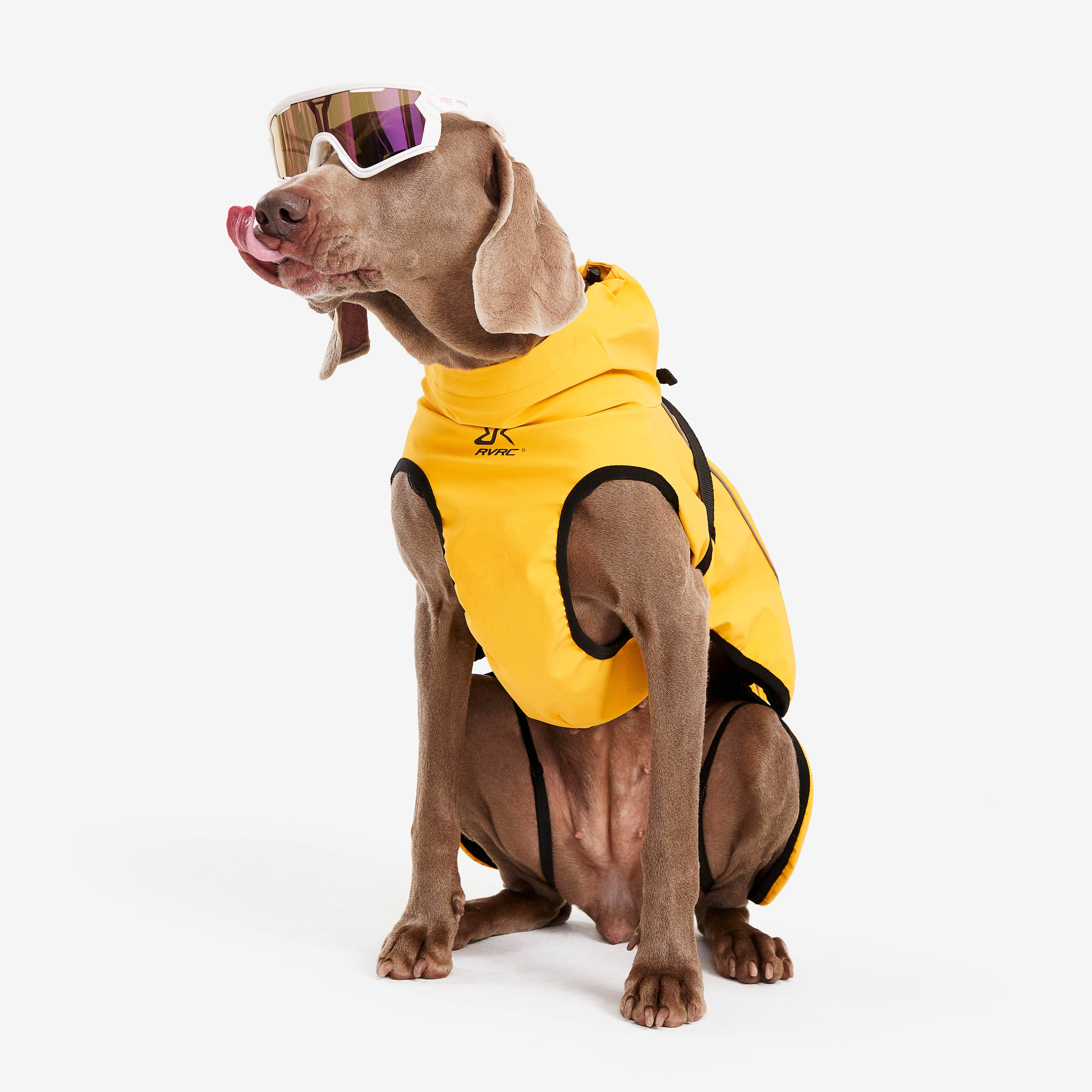 Cyclone Dog Jacket Chien Yellow