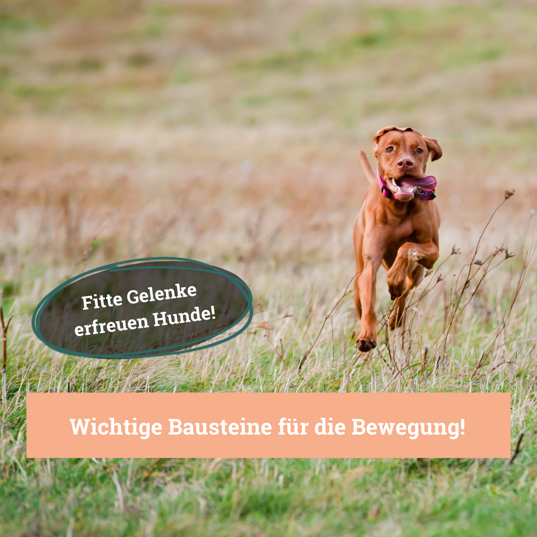 BeG Buddy Ergänzungsfutter & Aufzucht BeG Buddy Gelenk Fit Tabletten Hund
