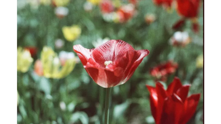 originalWOLFEN Classic Color Negativ Film NC500-36
