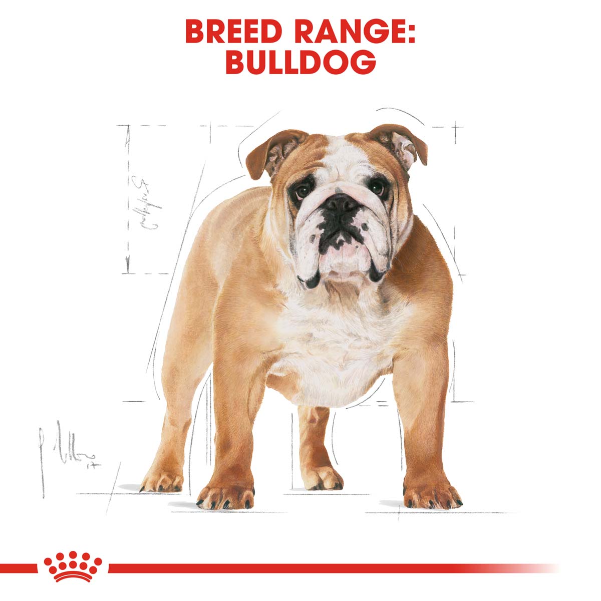 ROYAL CANIN Bulldog Adult Hundefutter trocken kaufen bei ZooRoyal