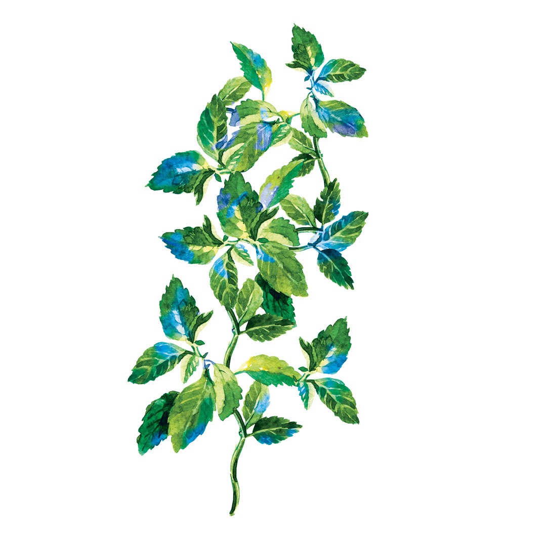 Pure Menthe Klärendes Reinigungsgel