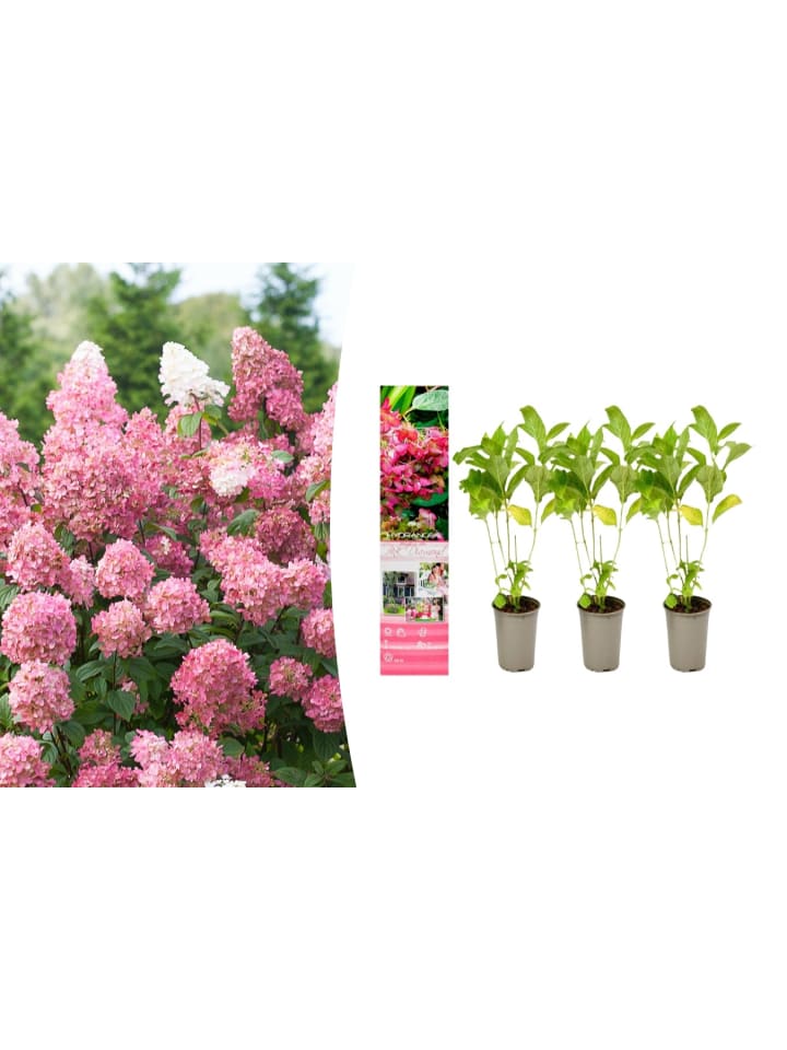 OH2 3er-Set pan. 'Pink Diamond Hortensien in Rosa günstig kaufen onesize