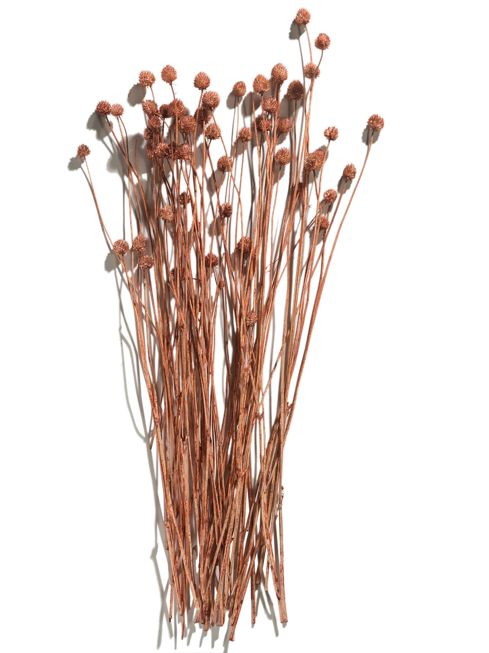 Phalaris Trockenblume, Autumn Red