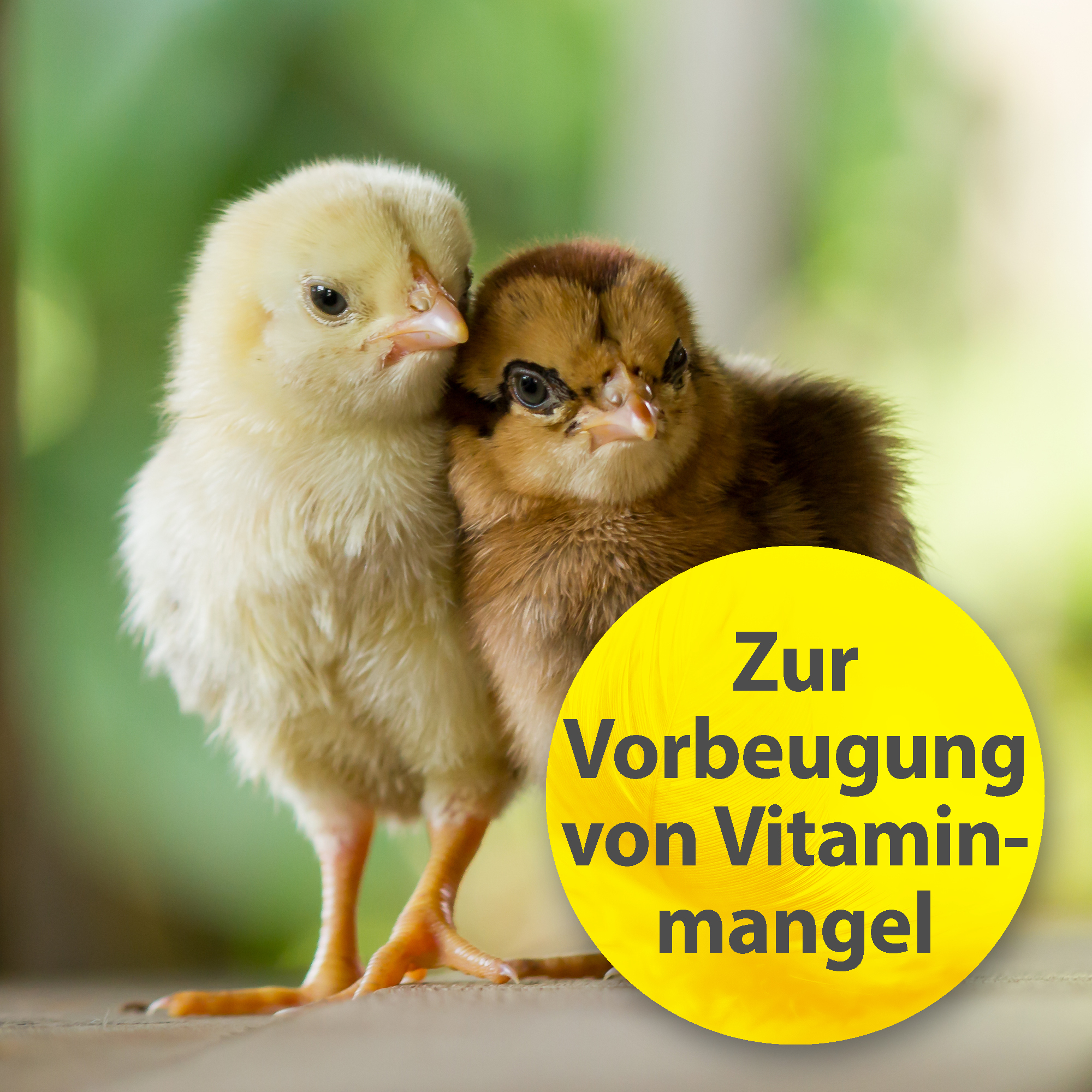Quiko Ergänzungsfutter Quiko Vitamin A-D-E-C - Liquid 100 g