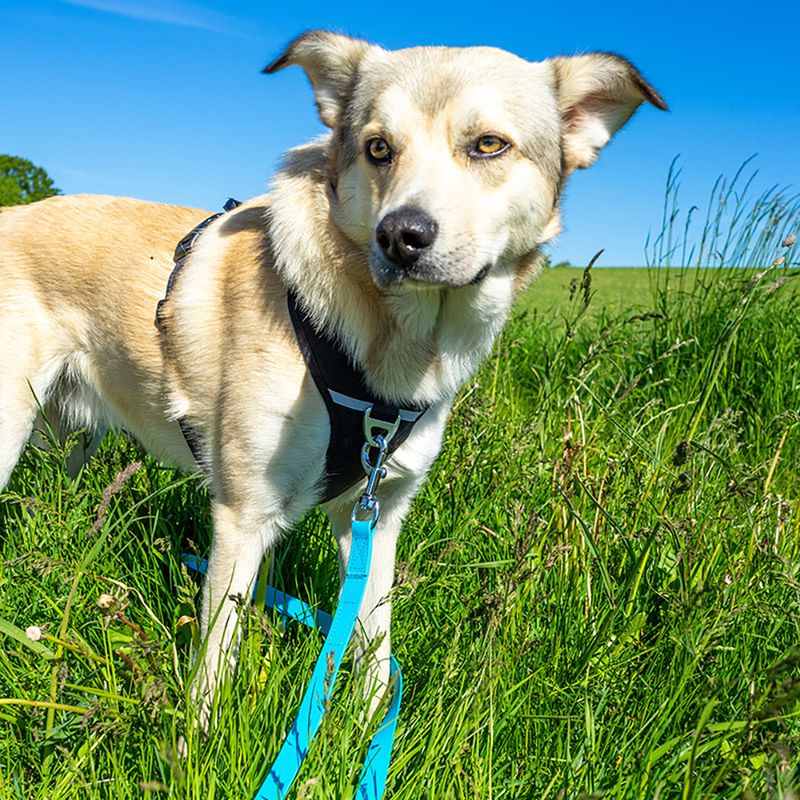 Pawz & Pepper Schleppleine Strong - blau zu TOP-Preisen