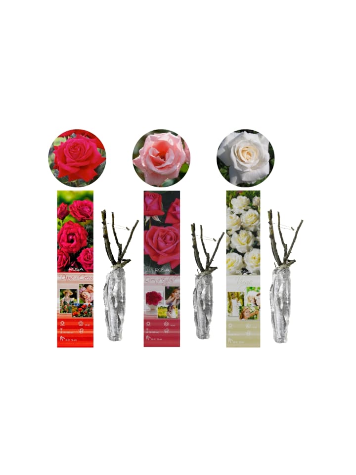 OH2 3er-Set Großblütige Rosen MIX in Bunt günstig kaufen onesize