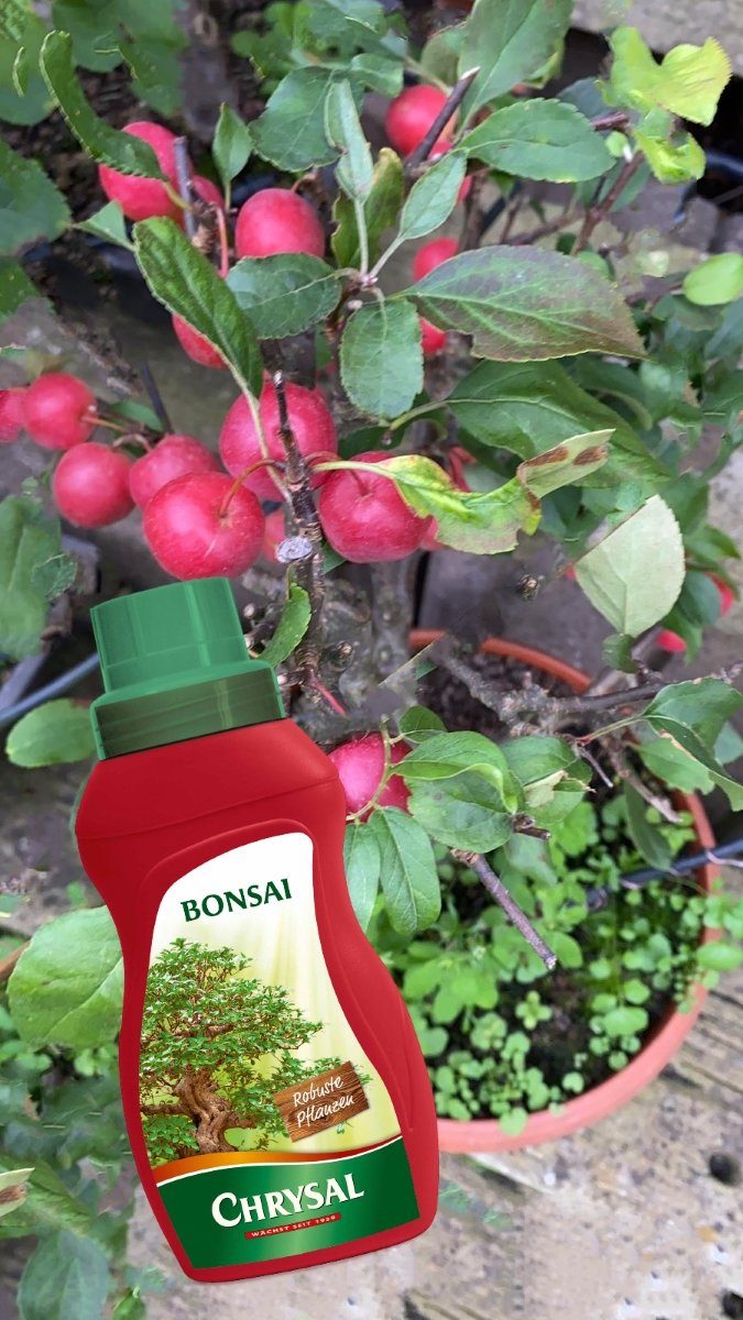 Chrysal Blumendünger Chrysal Bonsai-Dünger 250 ml, 1-St., 250 ml Flasche mit Dosierkappe
