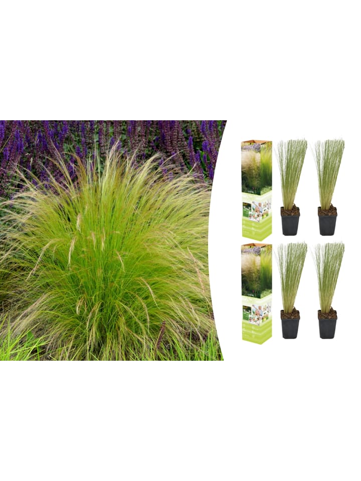 OH2 4er Set: Stipa-Pferdeschwanzgras günstig kaufen onesize