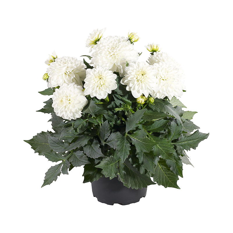 Sommergeorgine P19 Dahlia, mix