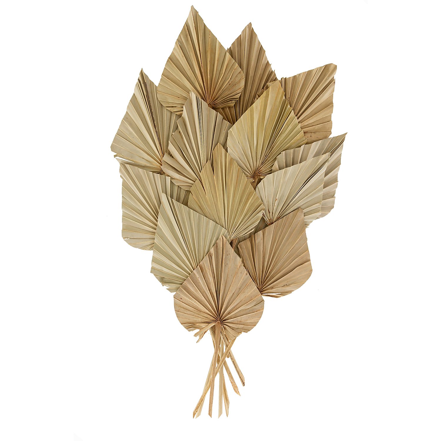 Palmenblätter, 30–60 cm, 20 Stück