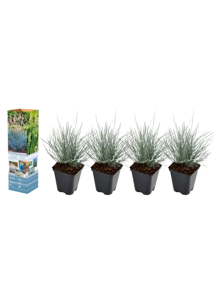 OH2 4er-Set: Festuca Glauca Elijah Blue in Blau günstig kaufen onesize