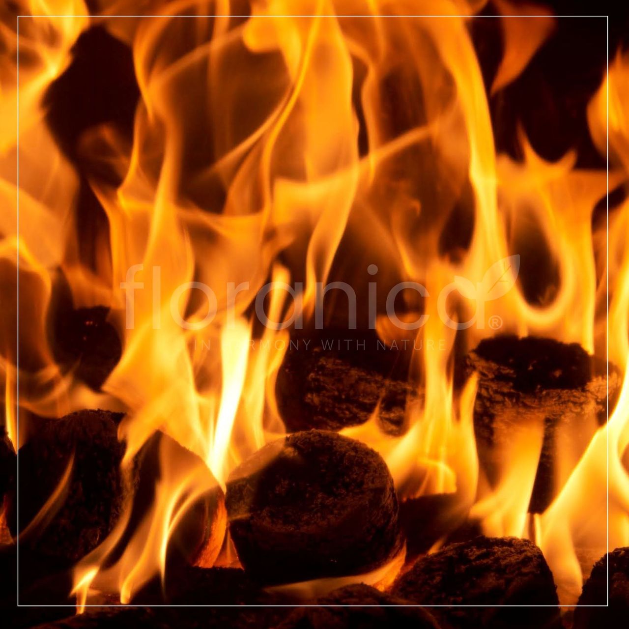 Pemicont Floranica Holzbriketts 100% Gepresste Rundholzbriketts 12,5kg im Jutesack Brikett Ideal für Kamin Ofen Raketenofen Grill Umweltfreundlich Hohe Brennwert Raucharm