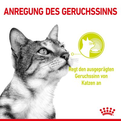 Royal Canin Sensory Smell in Soße