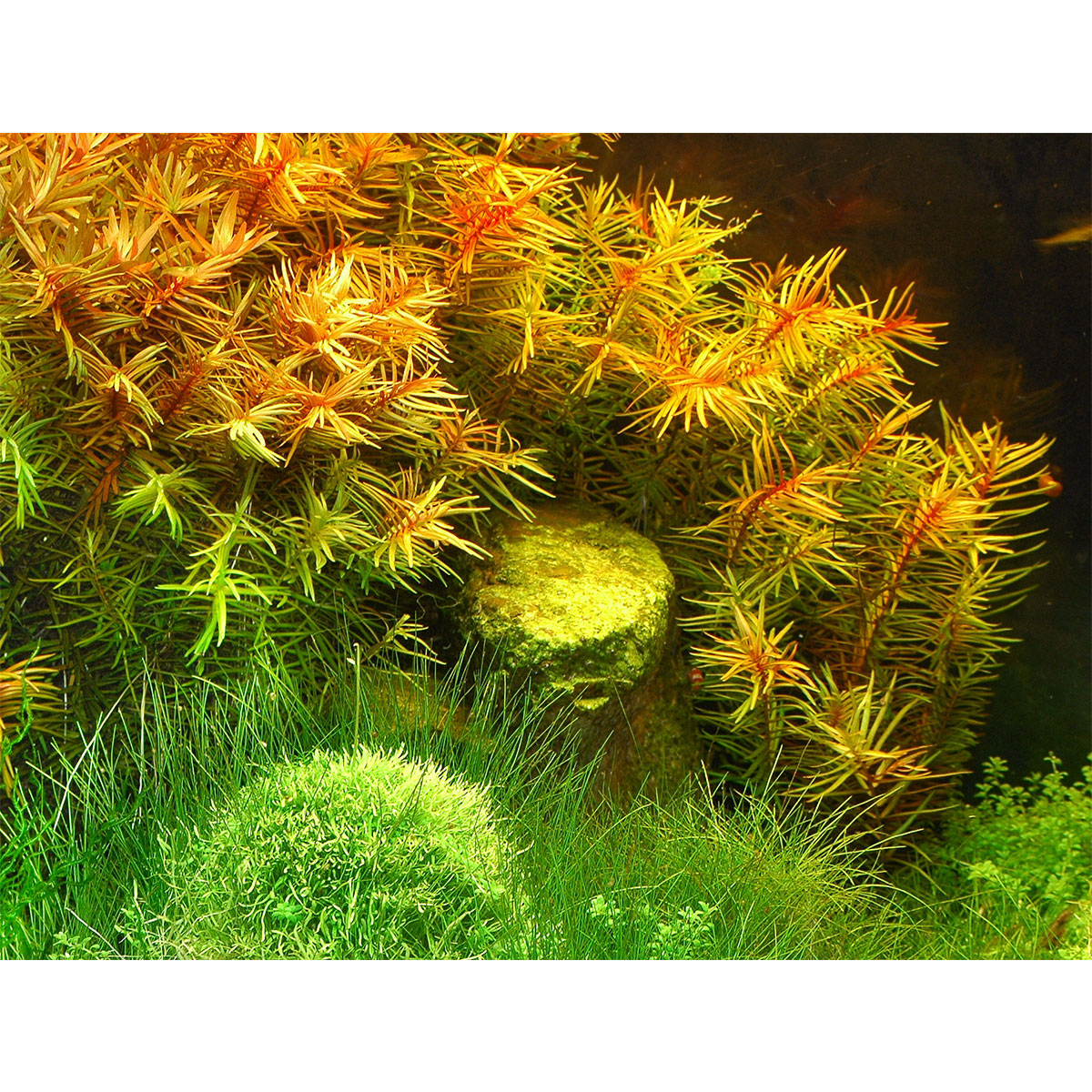 Dennerle Plants Didiplis diandra In-Vitro kaufen