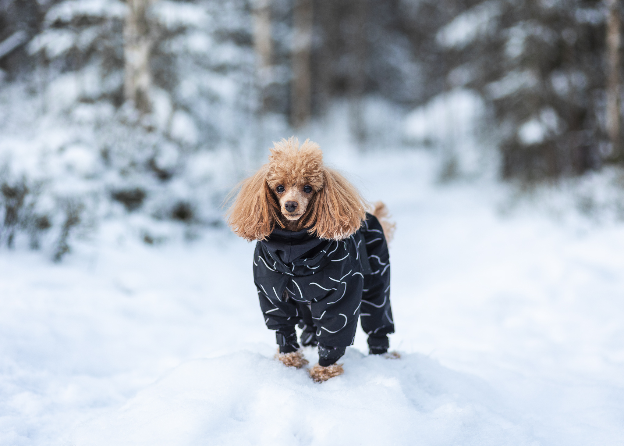 Paikka Hundemäntel Paikka Winter Suit 30 cm