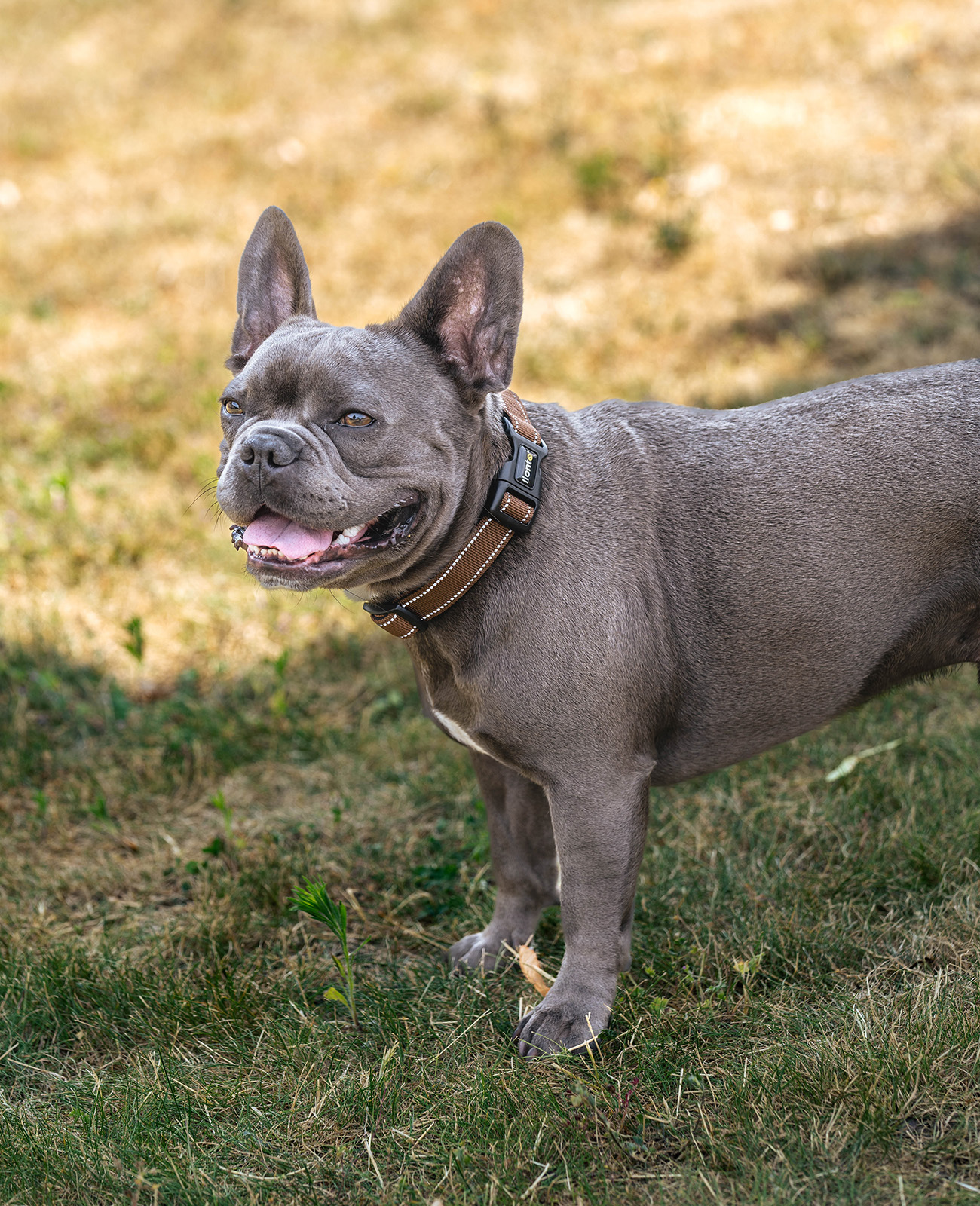 Lionto Hundehalsbänder Lionto verstellbares Hundehalsband braun M