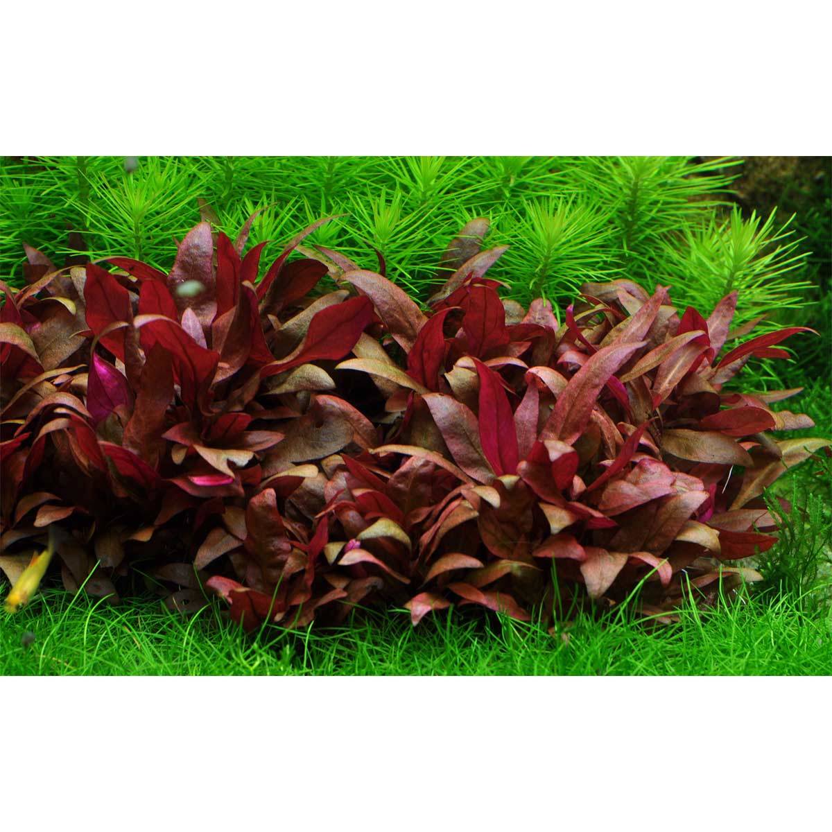 Tropica Aquariumpflanze Alternanthera reineckii 'Mini'