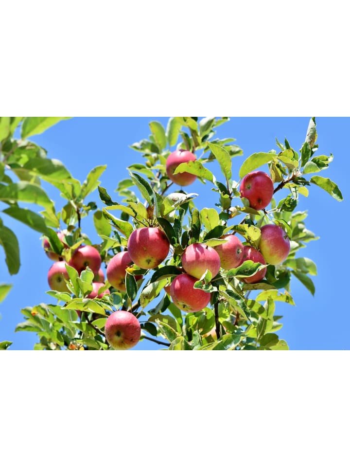 OH2 5er-Set: Obstbäume in Bunt günstig kaufen onesize