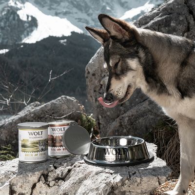 Wolf of Wilderness Rutschfester Edelstahlnapf für Hunde
