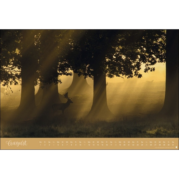 ZAUBERWÄLDER EDITION KALENDER 2024. WANDKALENDER XL - Kalender