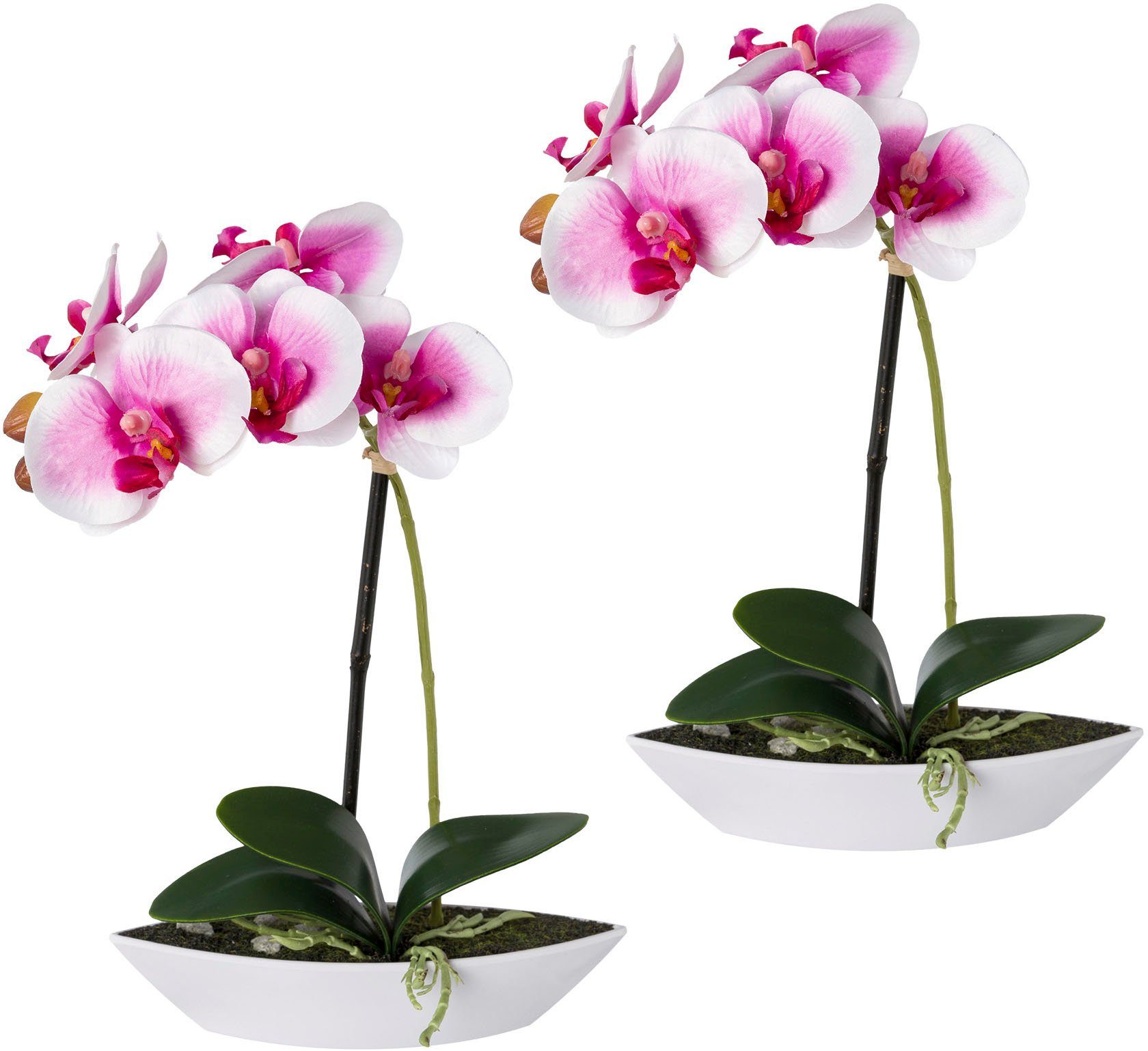 Kunstorchidee Phalaenopsis, Creativ green, Höhe 30 cm, 2er Set, in Kunststoffschale
