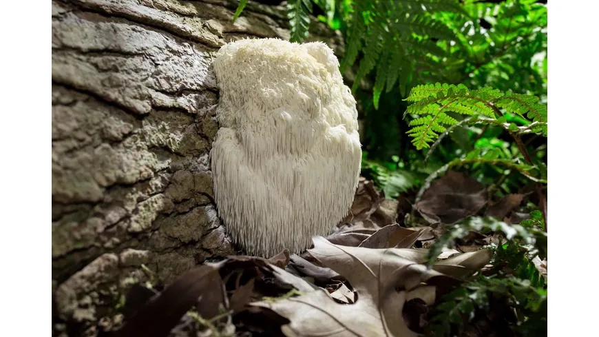 FANTASTISCHE PILZE - Die magische Welt zu unseren Füßen