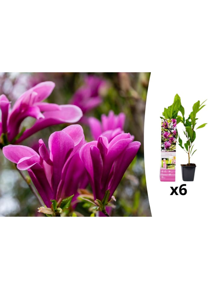 OH2 6-er: Set Magnolien Susan in Rosa günstig kaufen onesize