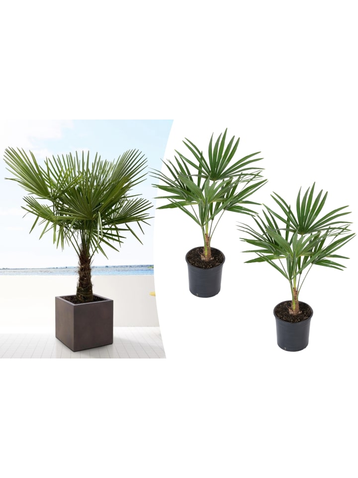 OH2 2er-Set: Trachycarpus fortunei Mittel in Grün günstig kaufen onesize