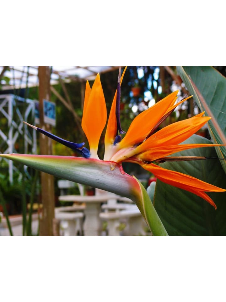 OH2 6er-Set: Strelitzia reginae Paradiesvogel in Grün günstig kaufen onesize