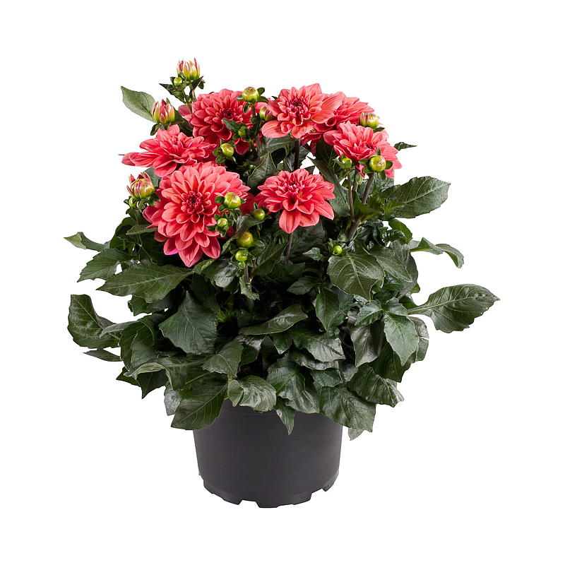 Sommergeorgine P19 Dahlia, mix
