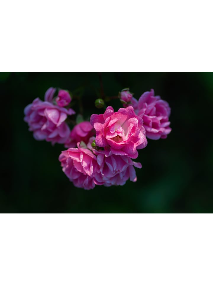 OH2 3er-Set Polyantha Rosen Mix in Bunt günstig kaufen onesize