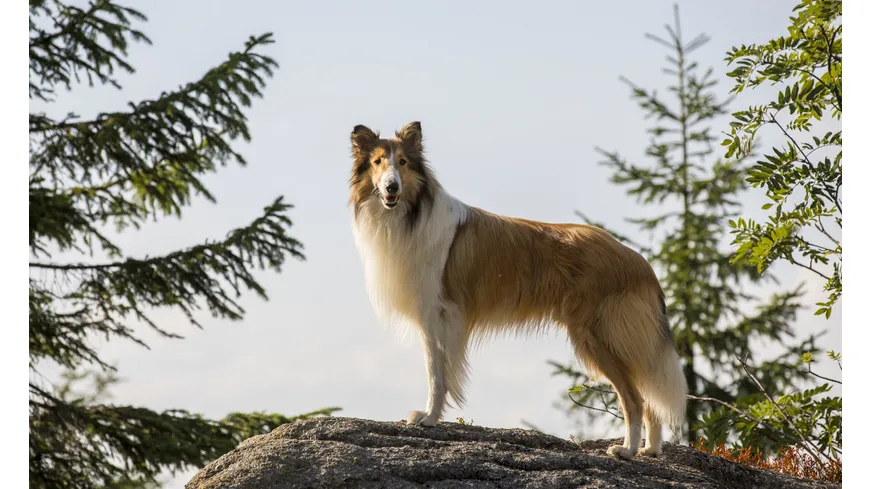 Lassie - Eine abenteuerliche Reise