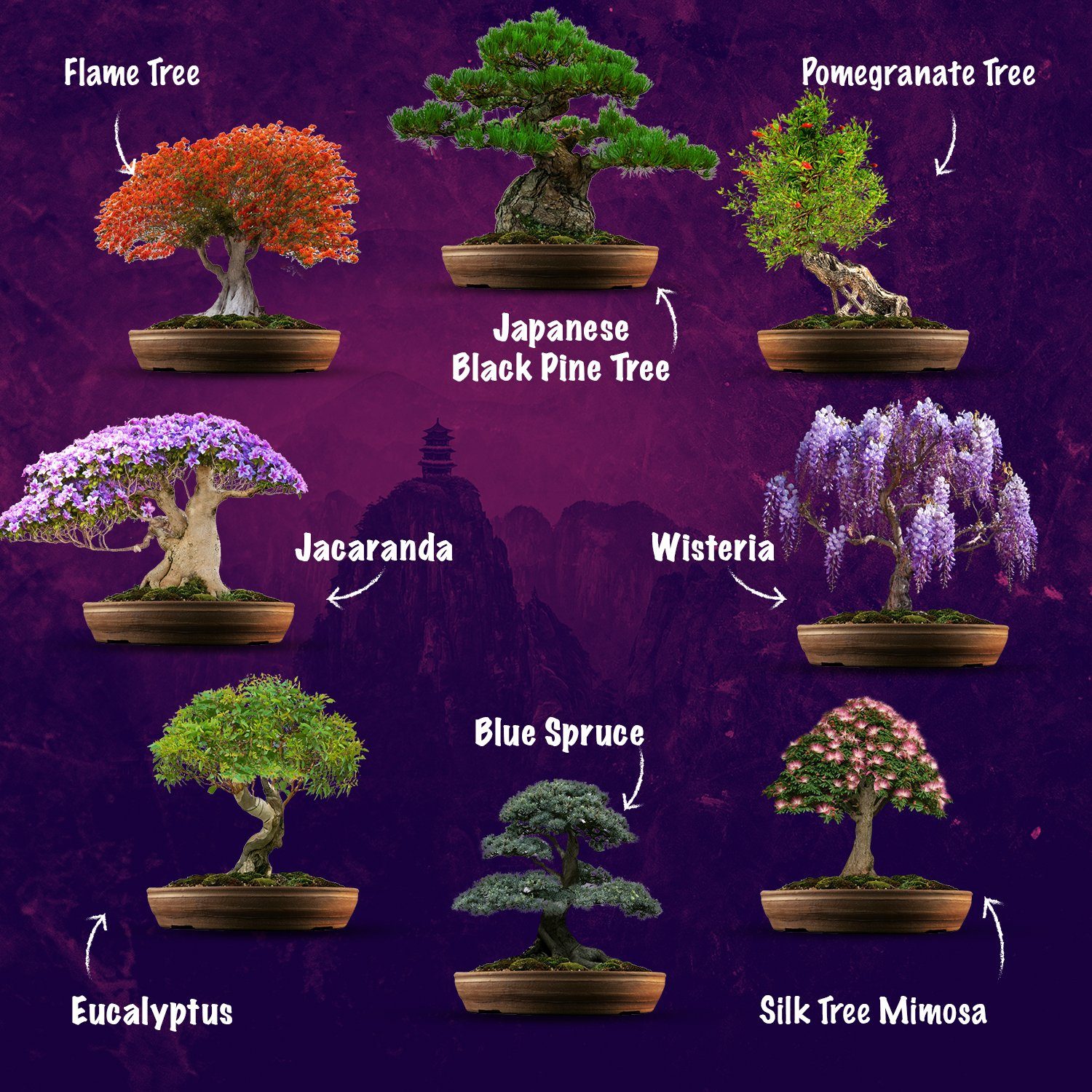 Grow Buddha Blumenerde Samen-Set mit 8 verschiedenen Bonsai-Bäumchen, (1-St)