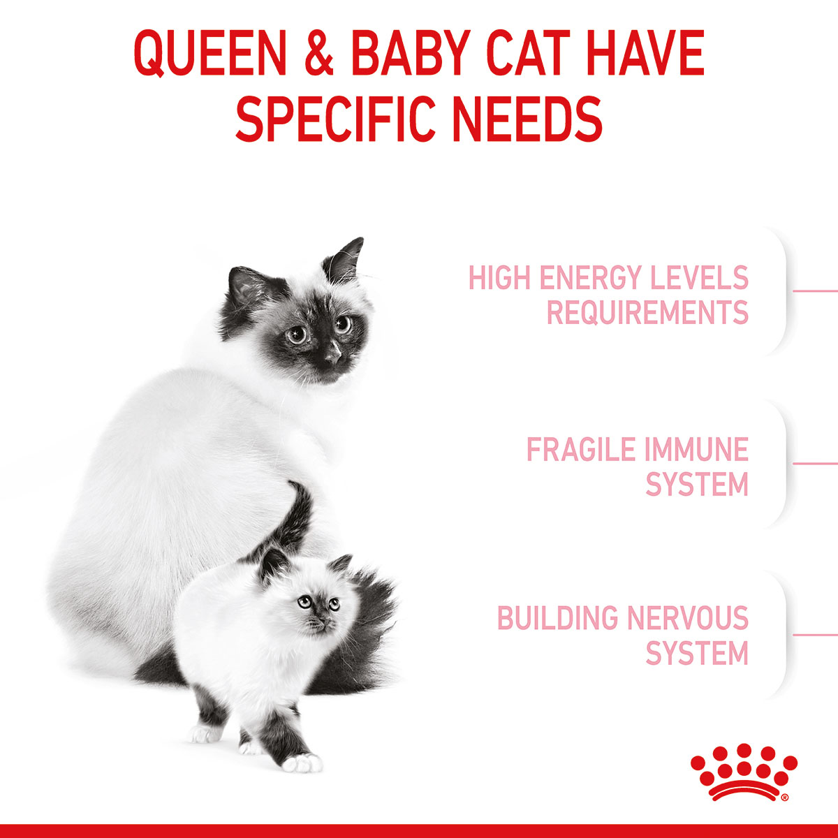 ROYAL CANIN MOTHER & BABYCAT Katzenfutter für tragende Katzen und Kitten