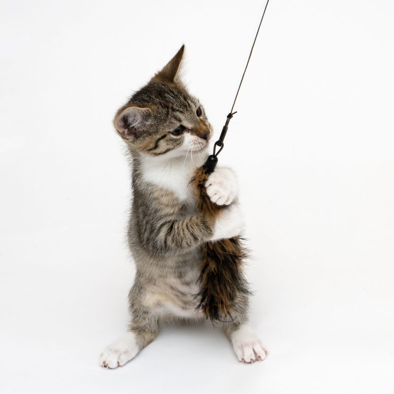 Katzenangel 3 in 1 XXL zu TOP-Preisen