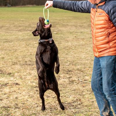 Hundespielzeug Limoen Ball & Seil