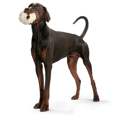 HUNTER Hundespielzeug Snugly Schaf