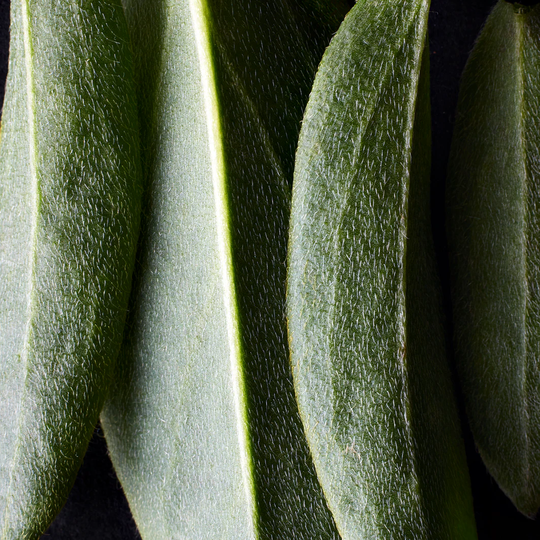 Фондација др Хаушке