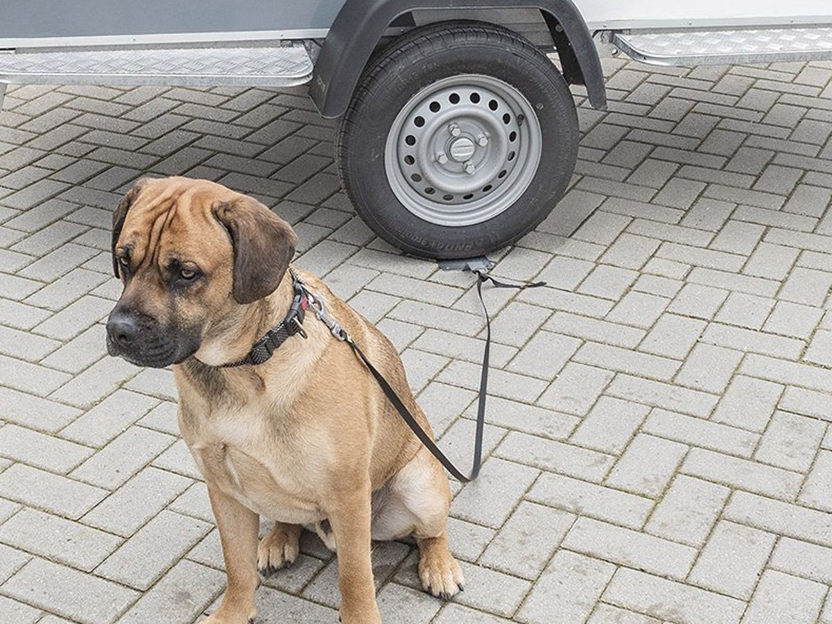 ProPlus Dogsitter Bodenanker