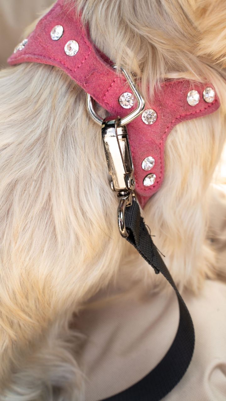 Animood Hundeautositz Julian cappucino S