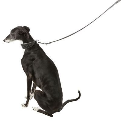 Trixie Active Comfort Halsband für Windhunde, schwarz/grau