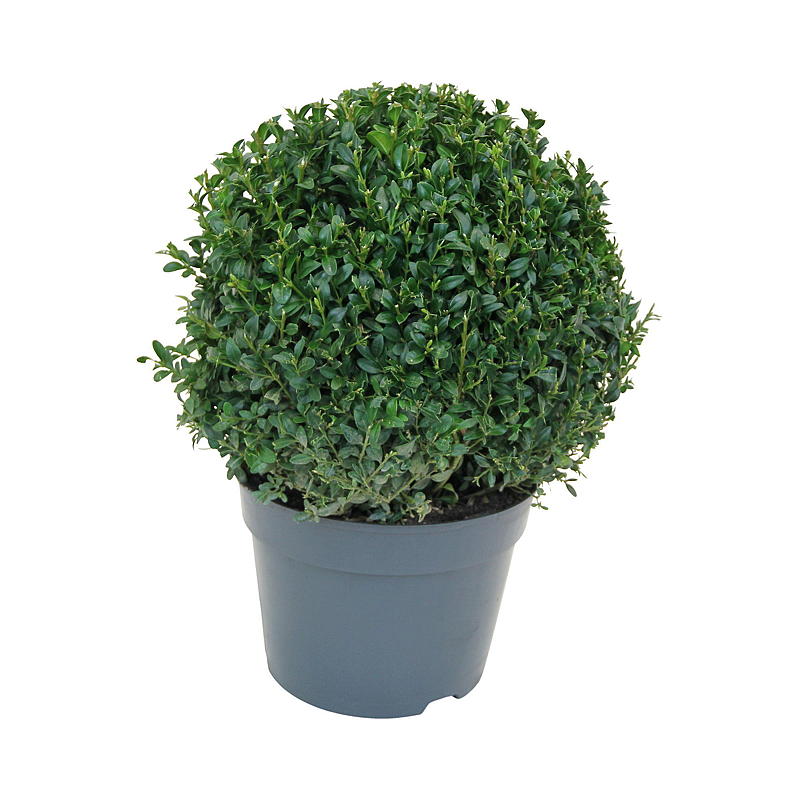 Buksbom kule P19, buxus semper