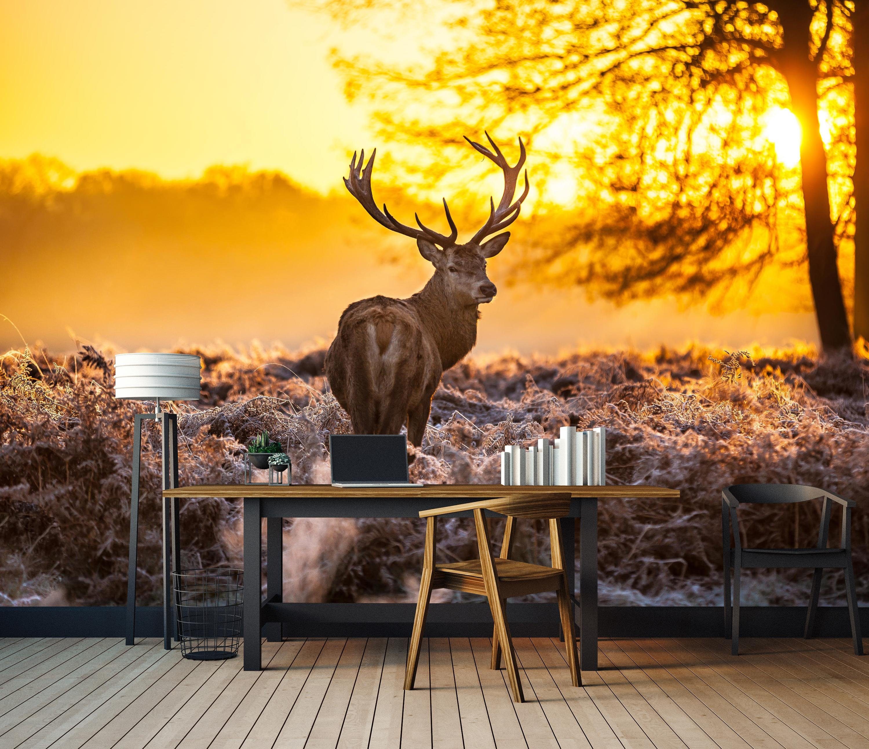 wandmotiv24 Fototapete Wald mit Hirsch, glatt, Wandtapete, Motivtapete, matt, Vliestapete