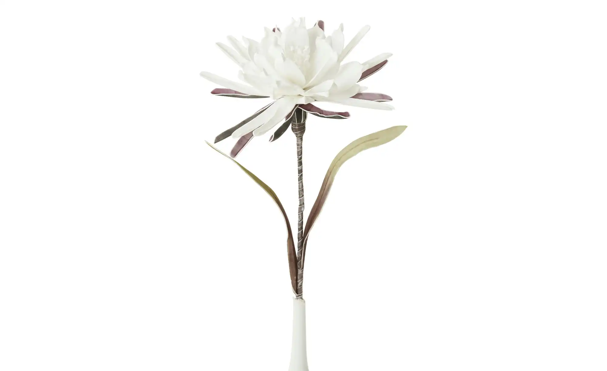 Soft Flower Kaktusblüte