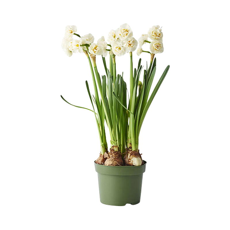Duftlilje P12, Narcissus bridal crown