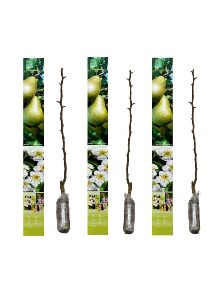 OH2 3er-Set Birne Conference Obstbäume in Bunt günstig kaufen onesize